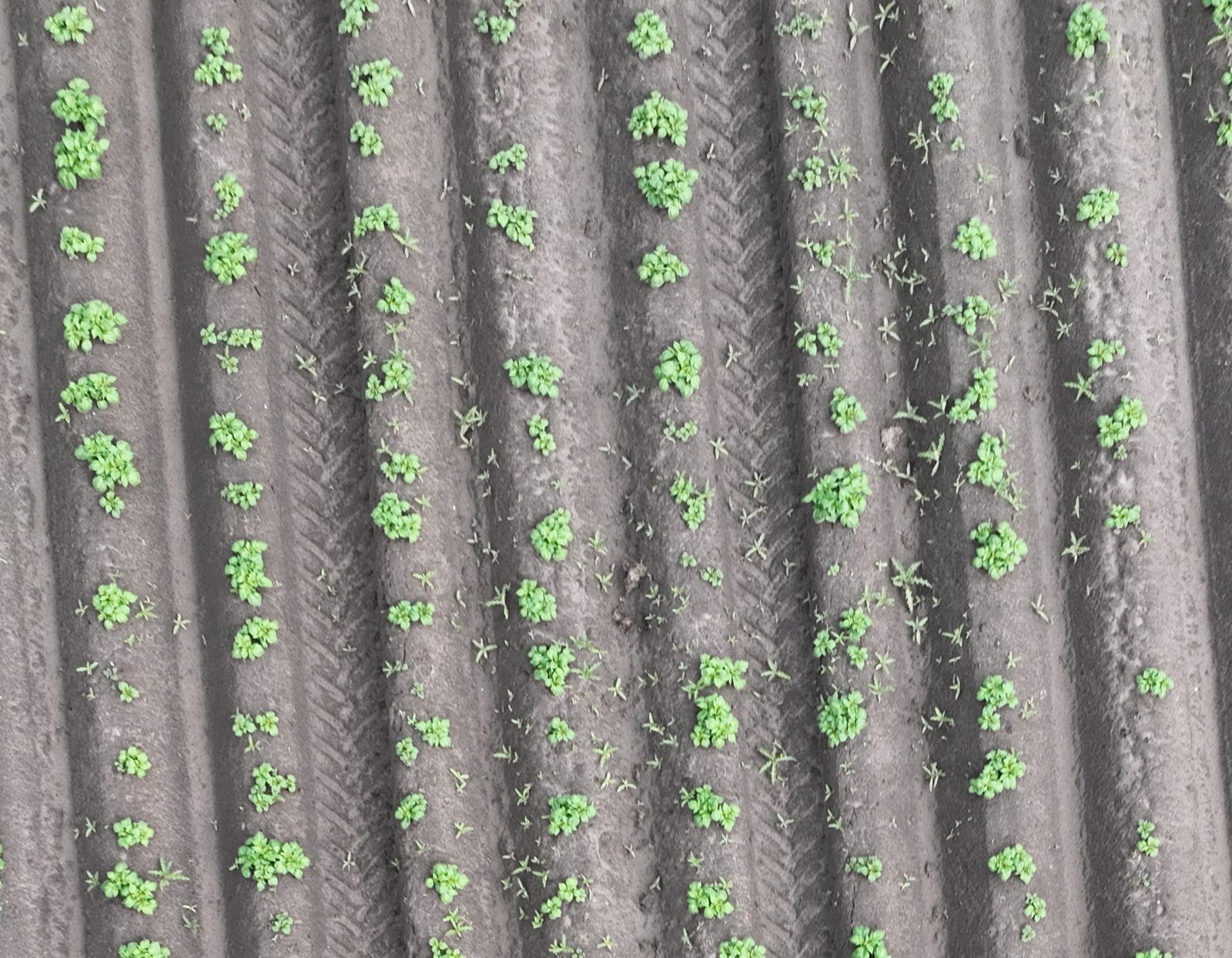Aardappelperceel vanuit de lucht, zonder detectie