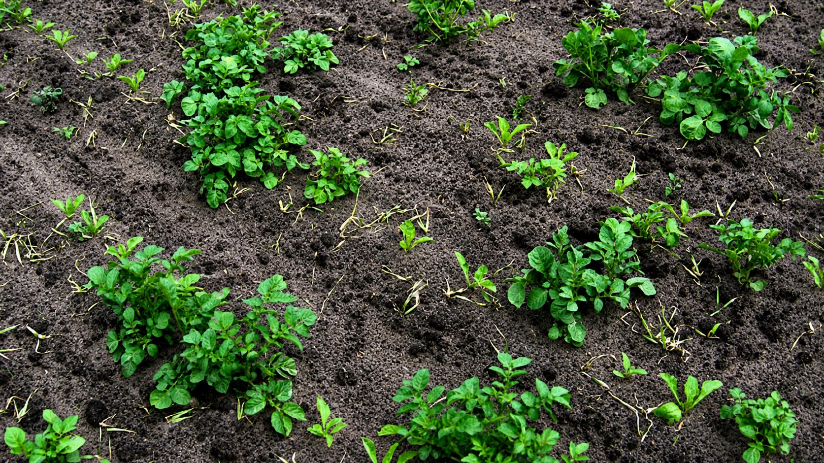 Aardappelopslag tussen suikerbietenrijen, vanuit drone-perspectief