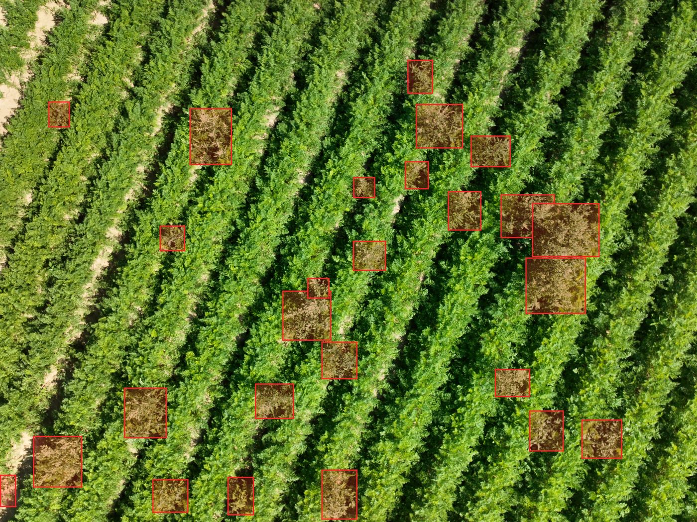 The same field with the detected weed patches marked
