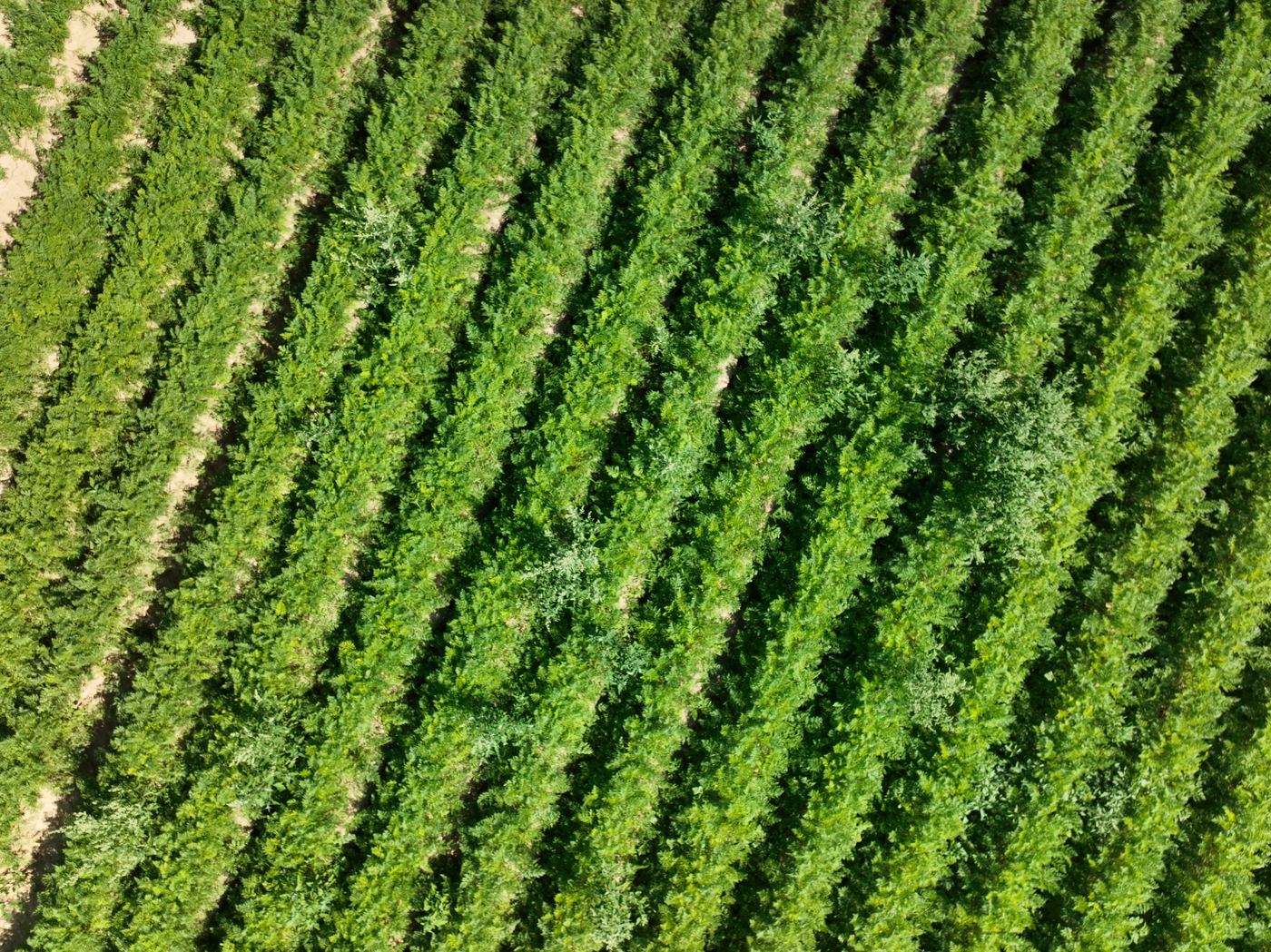 Carrot field from the air, without detection