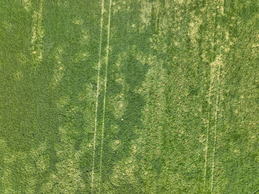 De detectie van onkruid op een dronebeeld.